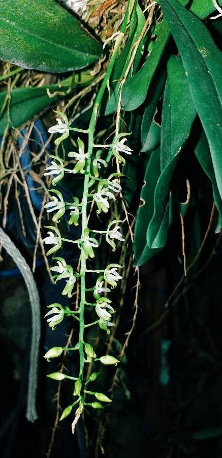 Notylia barkeri — related species from the same genus