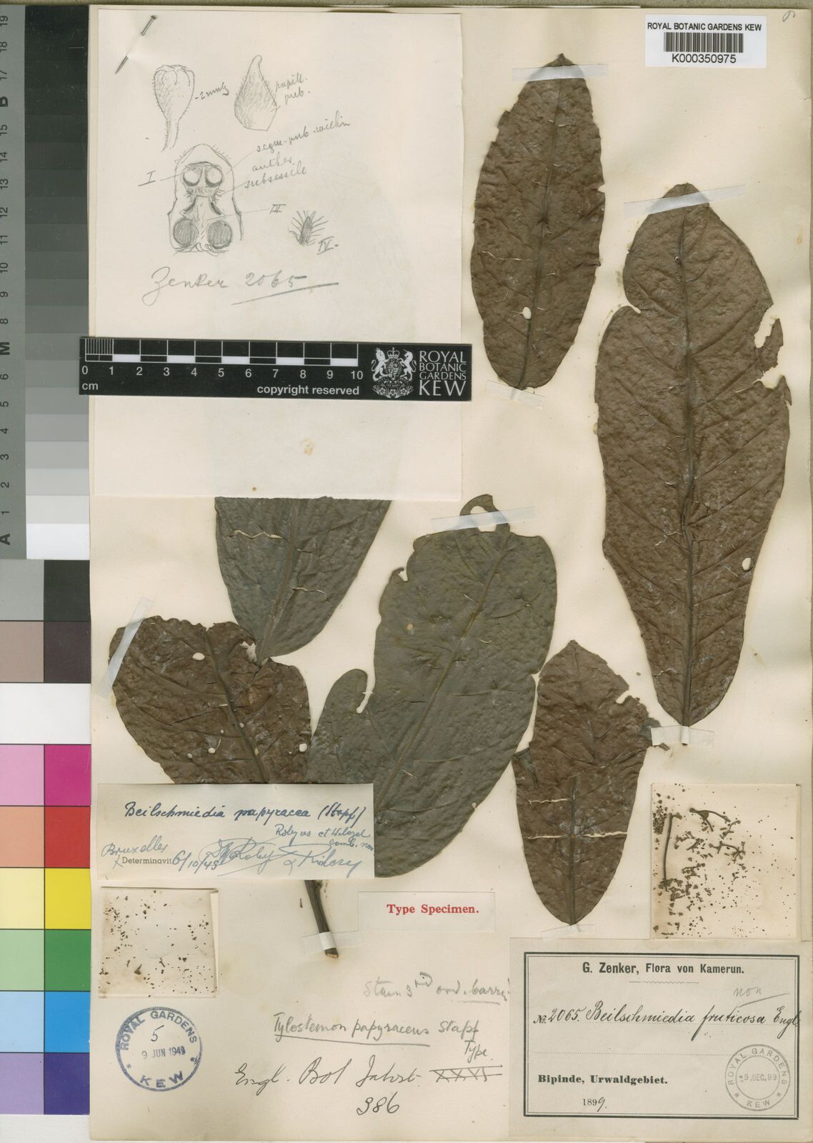 Beilschmiedia papyracea — houseplant care guide