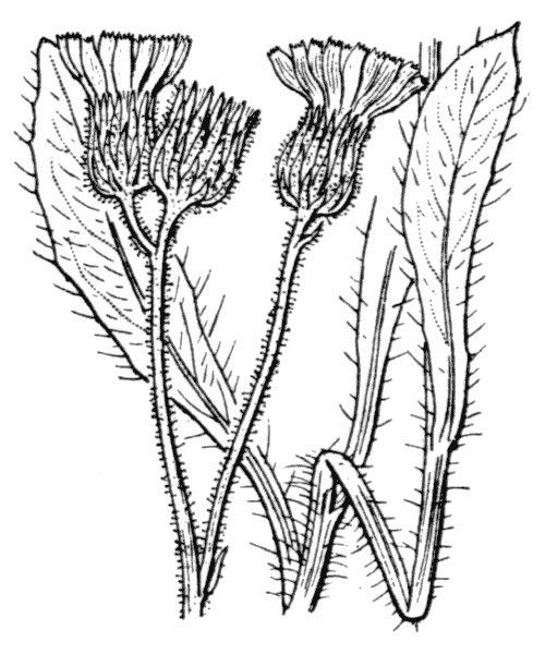 Pilosella flagellaris — search result for 'Pilosella'