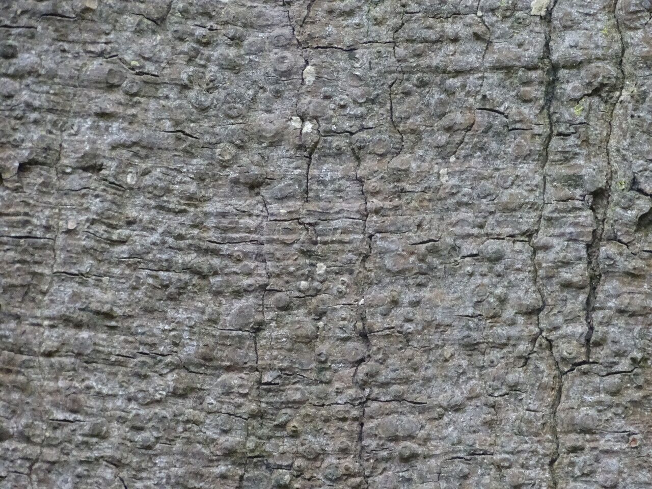 Ceiba crispiflora bark