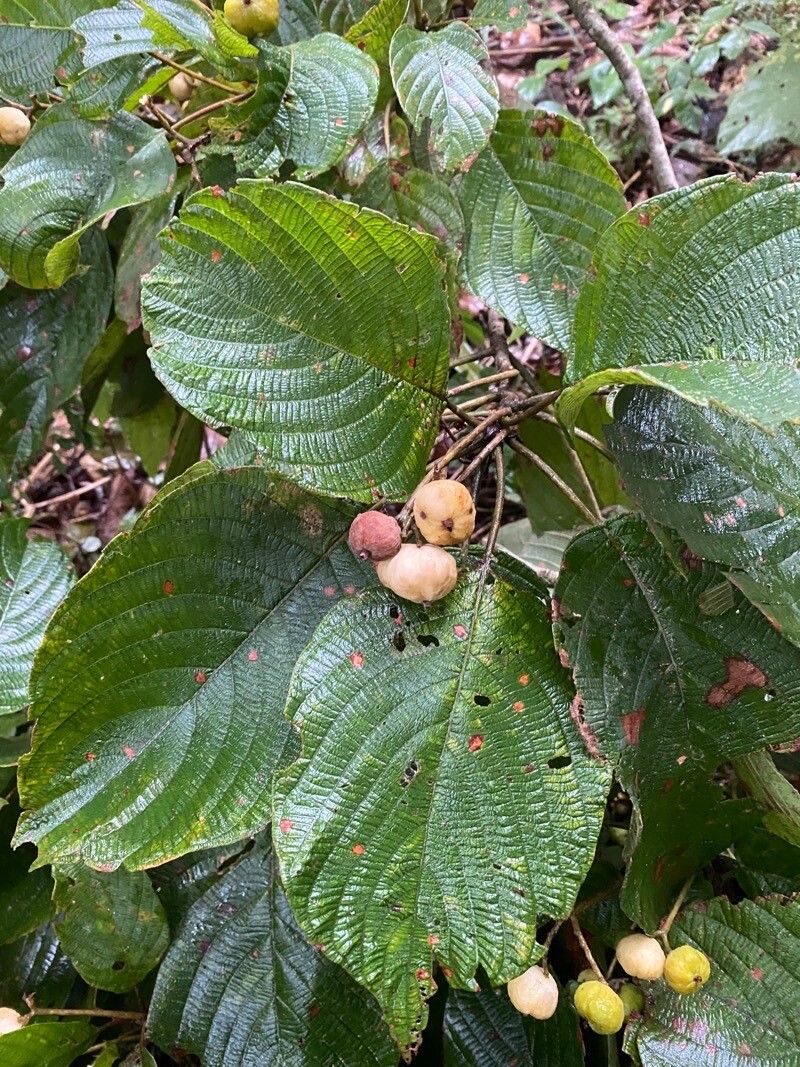 Guettarda viburnoides — houseplant care guide