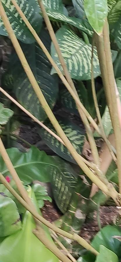 Pavonia multiflora bark