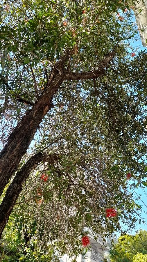 Callistemon speciosus habit