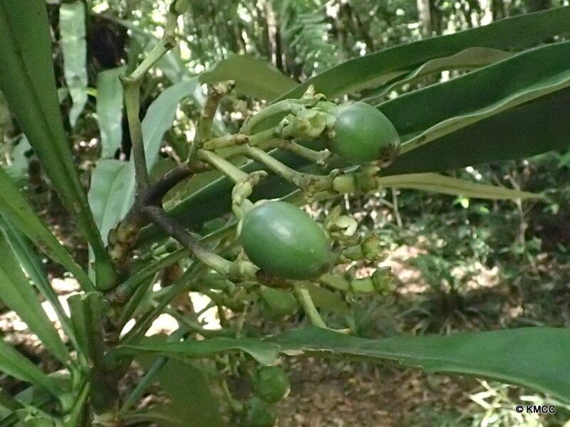 Anthocleista longifolia — houseplant care guide