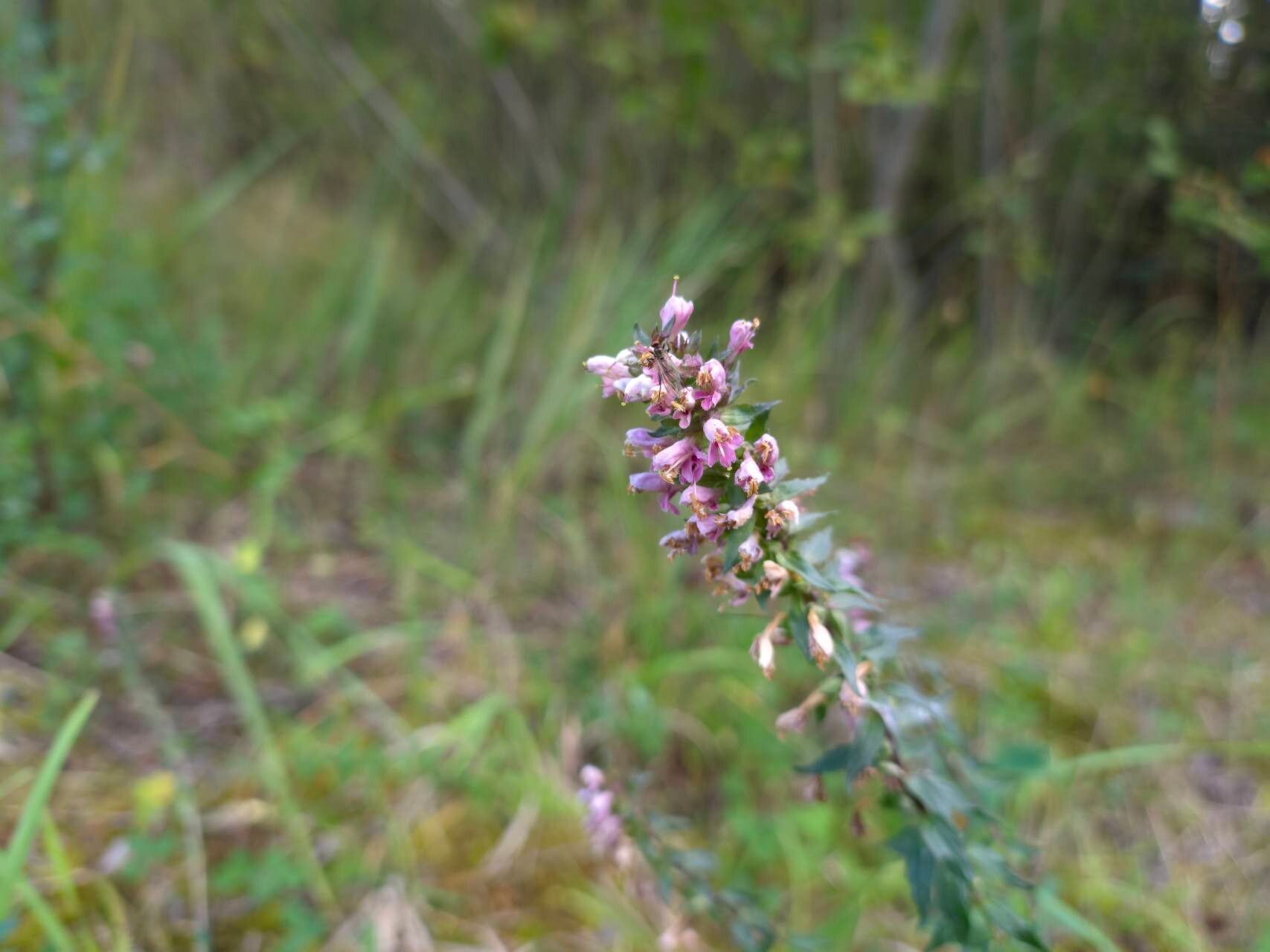 Odontites vulgaris flower