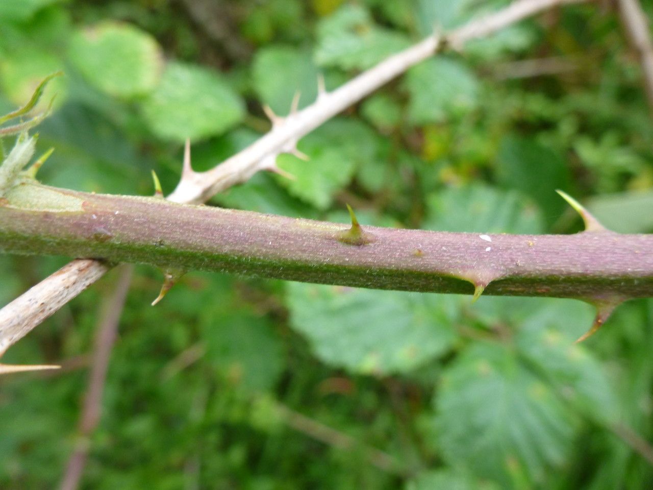 Rubus cuspidifer bark