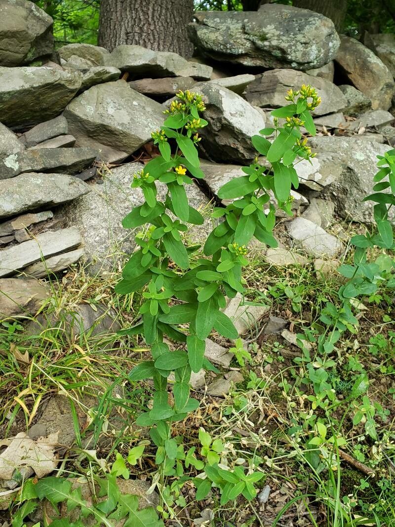 Hypericum mutilum habit