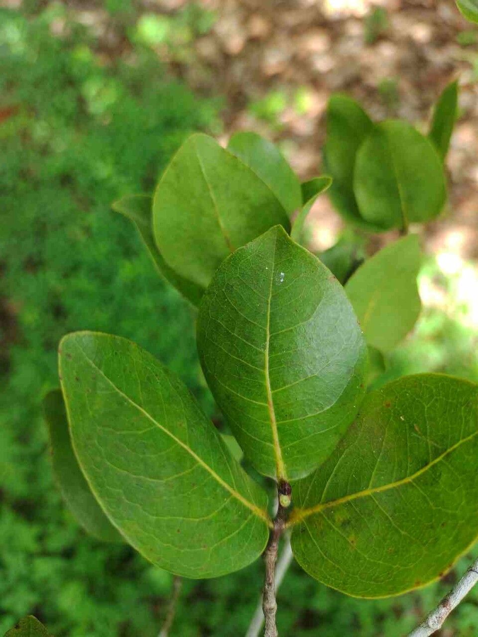 Eugenia dysenterica — search result for 'Myrtaceae'