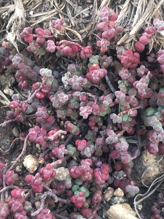 Sedum candolleanum — houseplant care guide