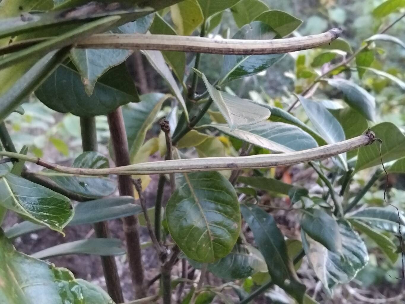 Jumellea arborescens fruit