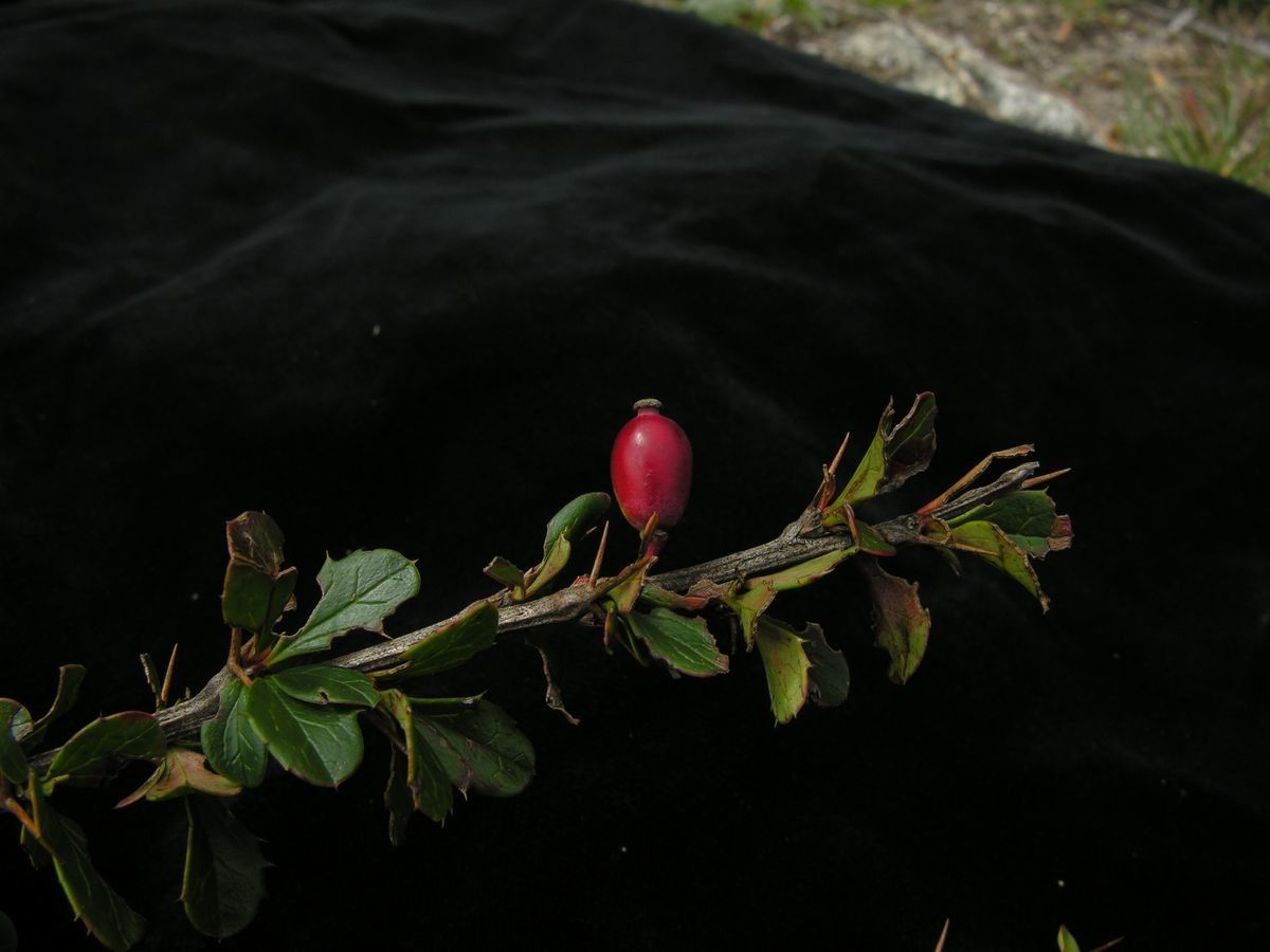 Berberis everestiana fruit