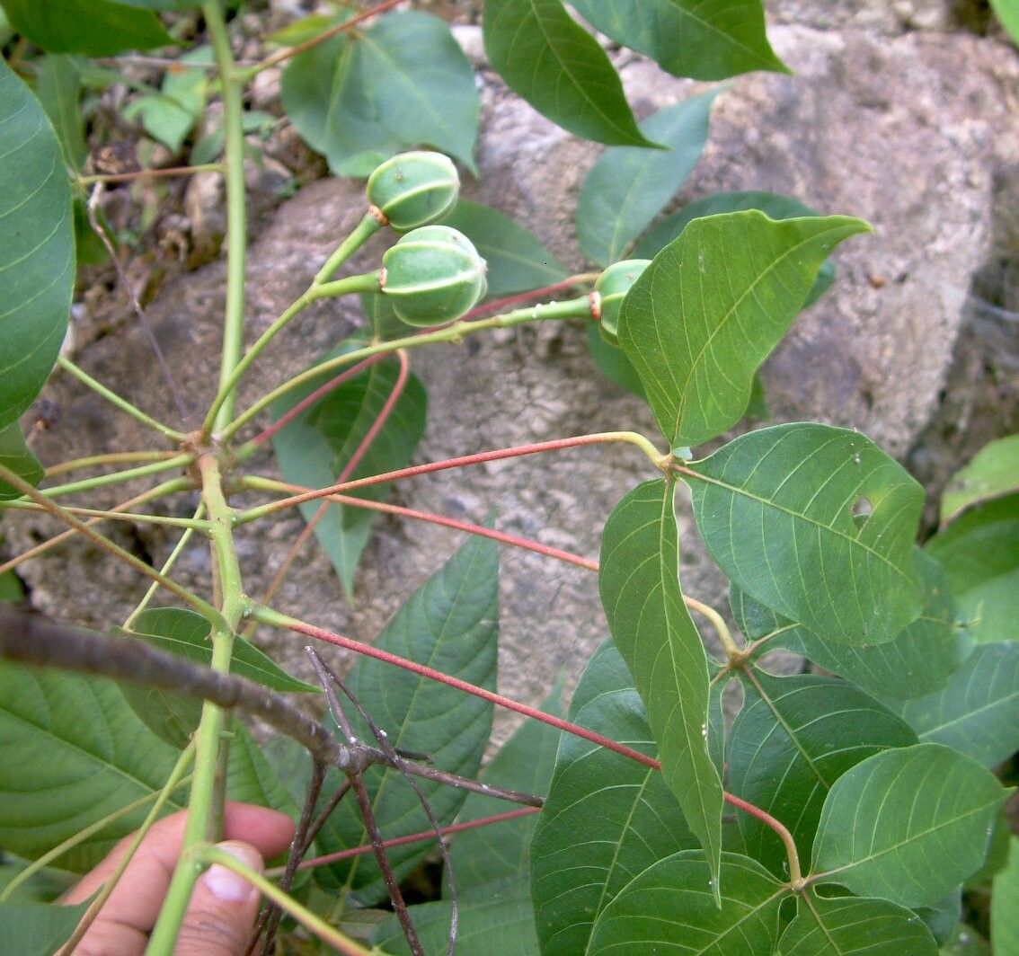 Manihot leptophylla habit