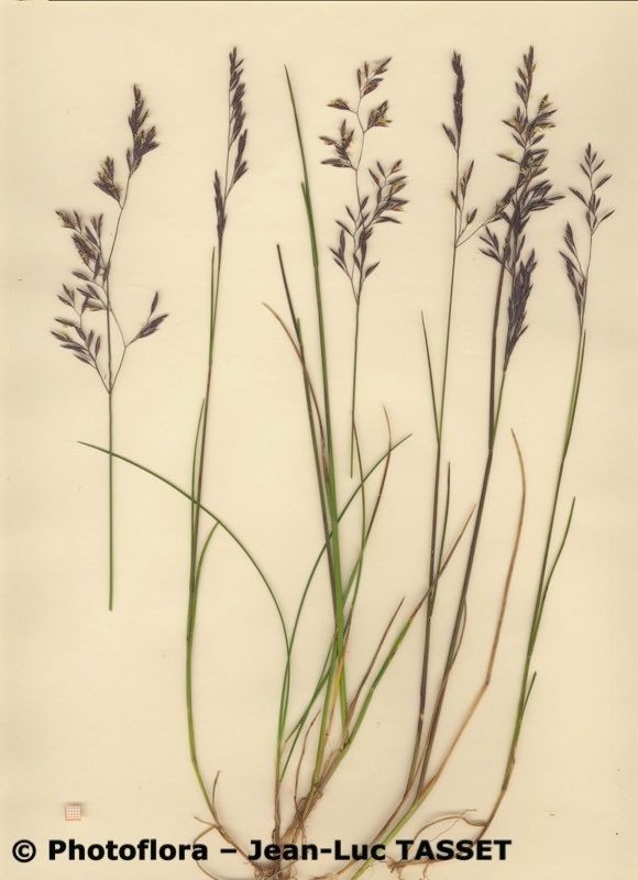 Festuca rivularis habit