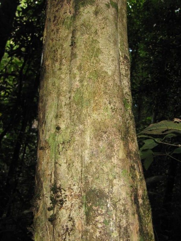 Inga pezizifera bark