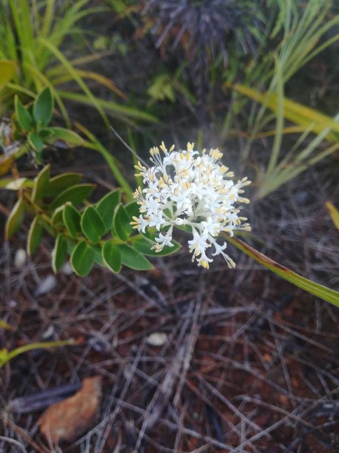 Normandia neocaledonica flower