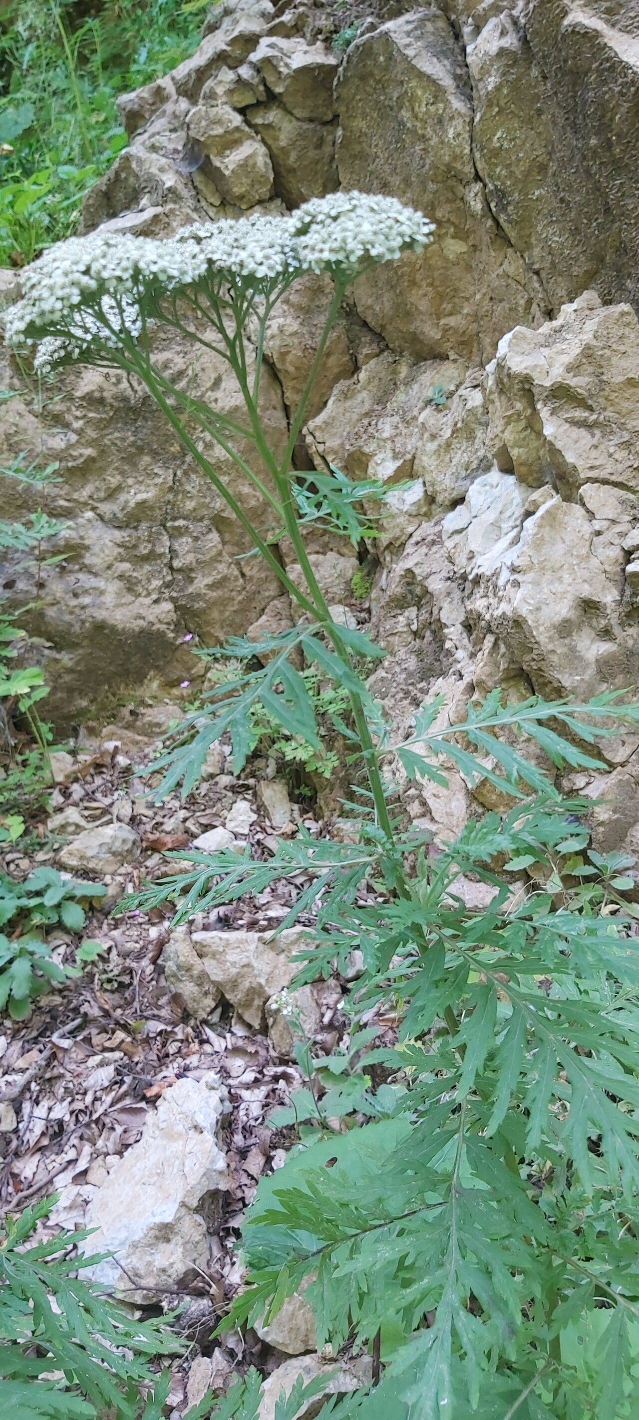 Achillea grandifolia habit