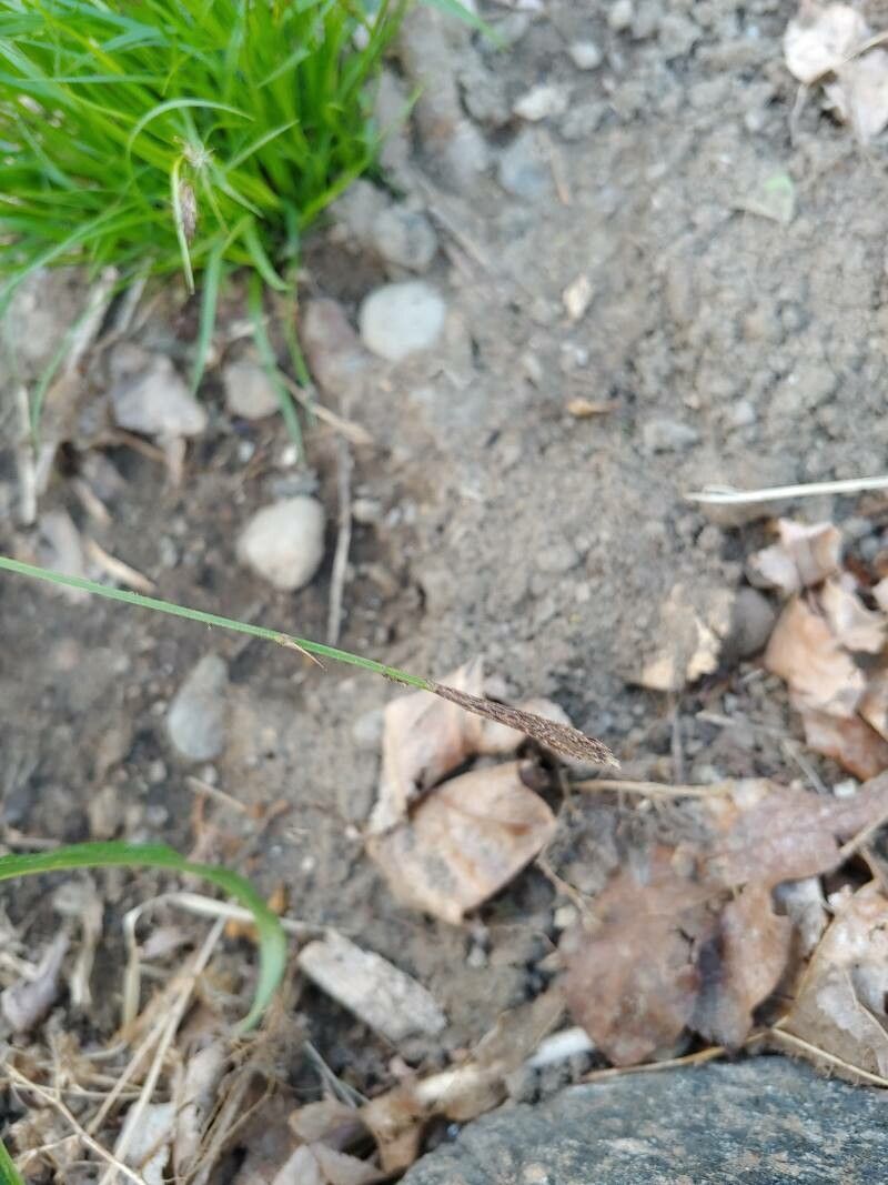 Carex pensylvanica other