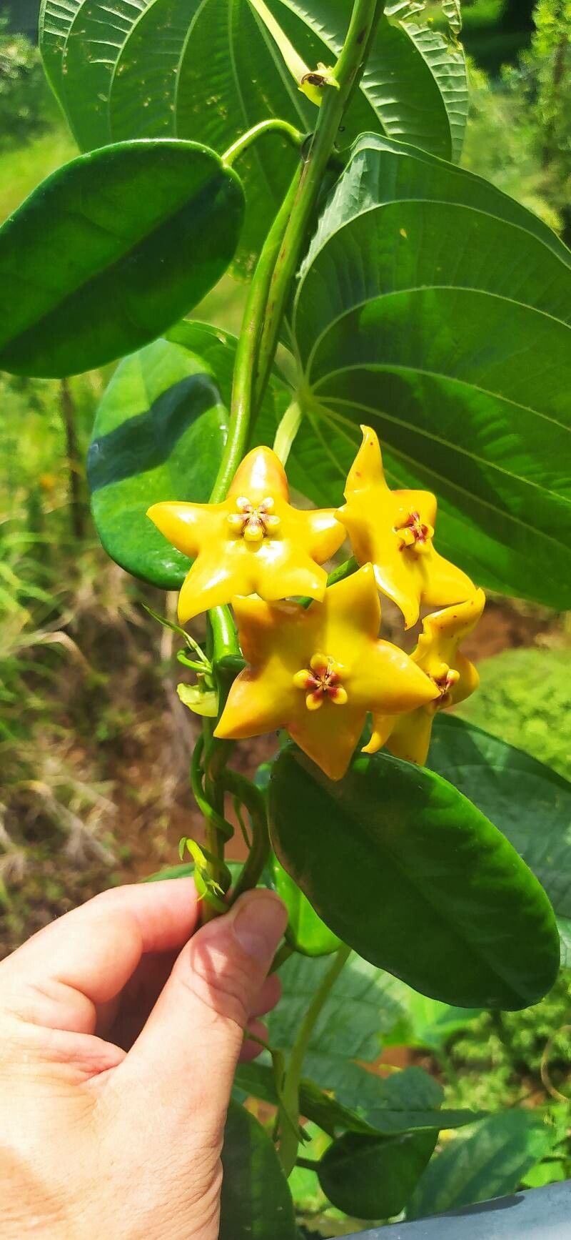 Hoya ruthiae — search result for 'Hoya'