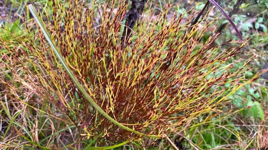 Hypericum gentianoides leaf