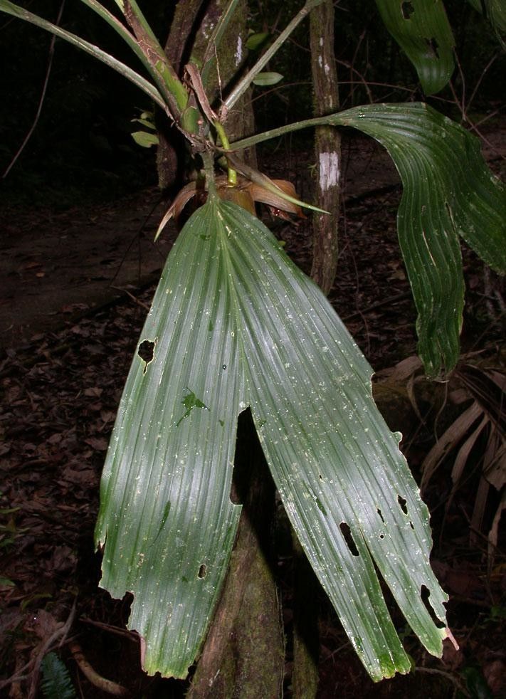 Asplundia multistaminata — houseplant care guide