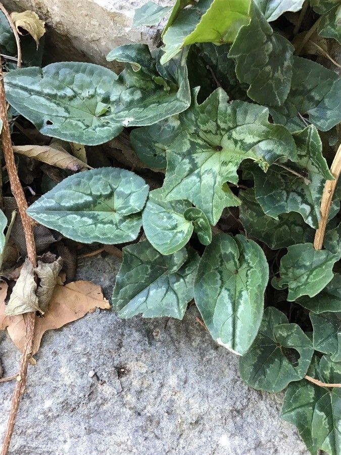 Cyclamen cyprium leaf