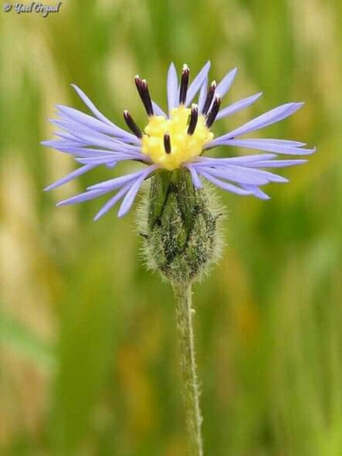 Volutaria crupinoides flower