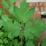 Lamprocapnos spectabilis