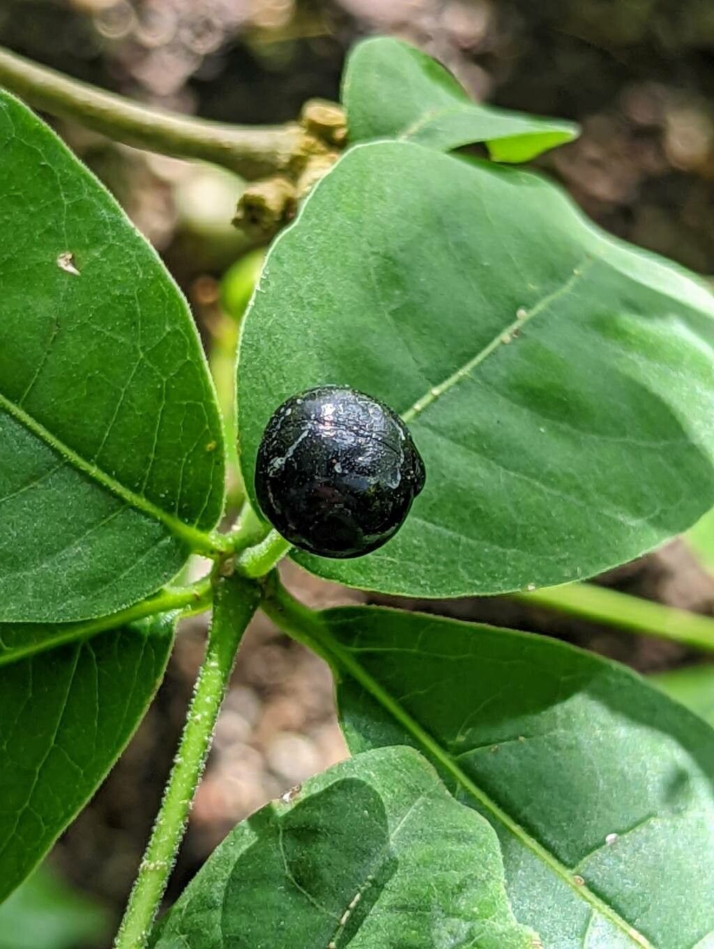 Rauvolfia tetraphylla fruit