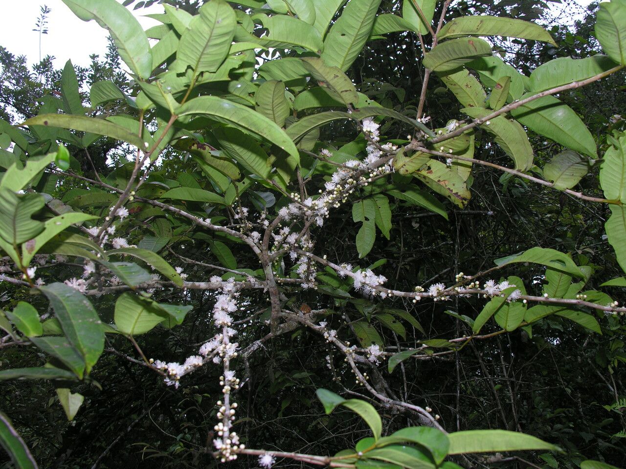 Eugenia monosperma — houseplant care guide