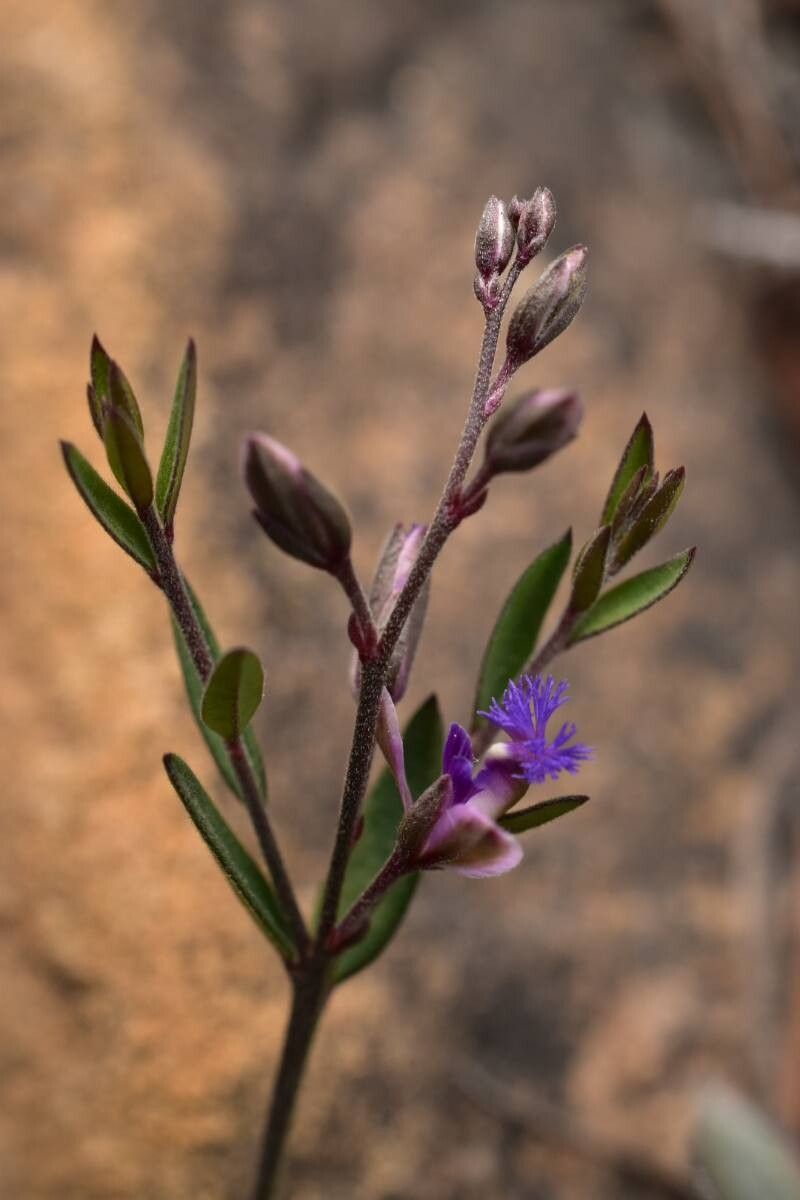 Polygala sibirica — houseplant care guide