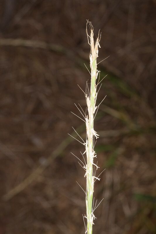 Gaudinia fragilis flower