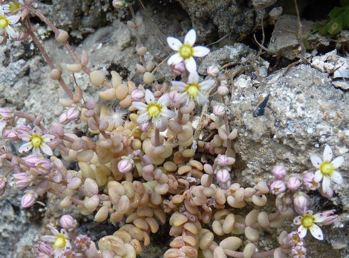 Sedum dasyphyllum flower
