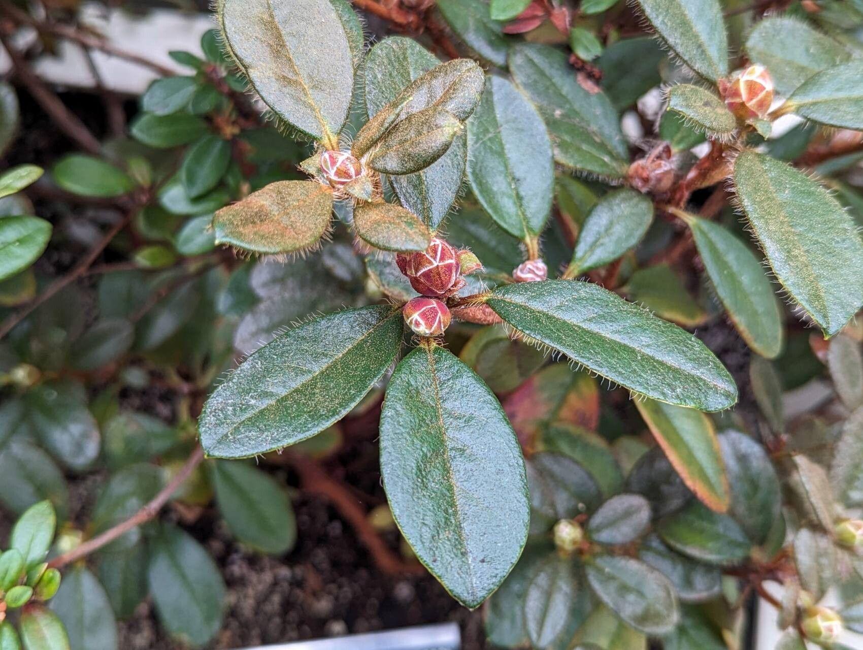 Rhododendron burmanicum — houseplant care guide