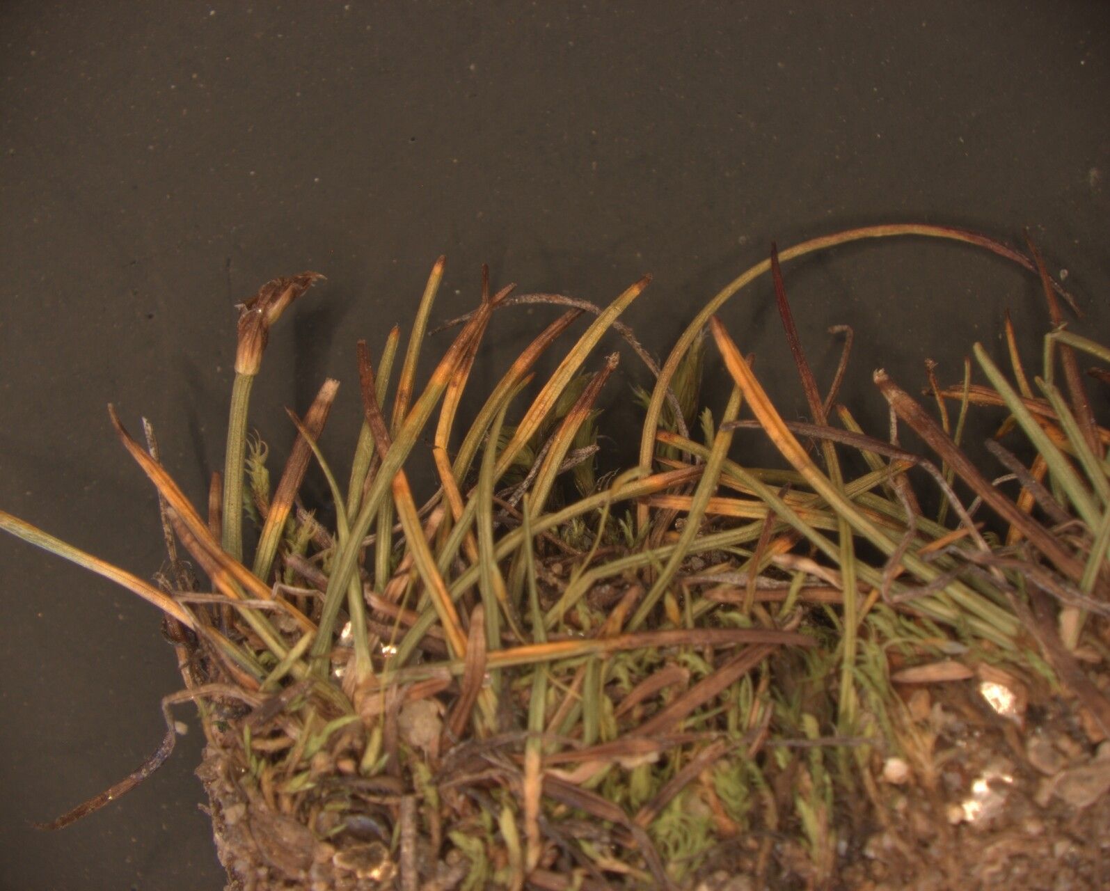 Carex parvula other