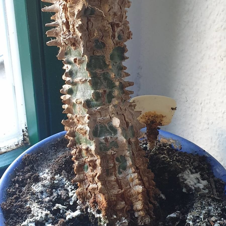 Euphorbia viguieri bark