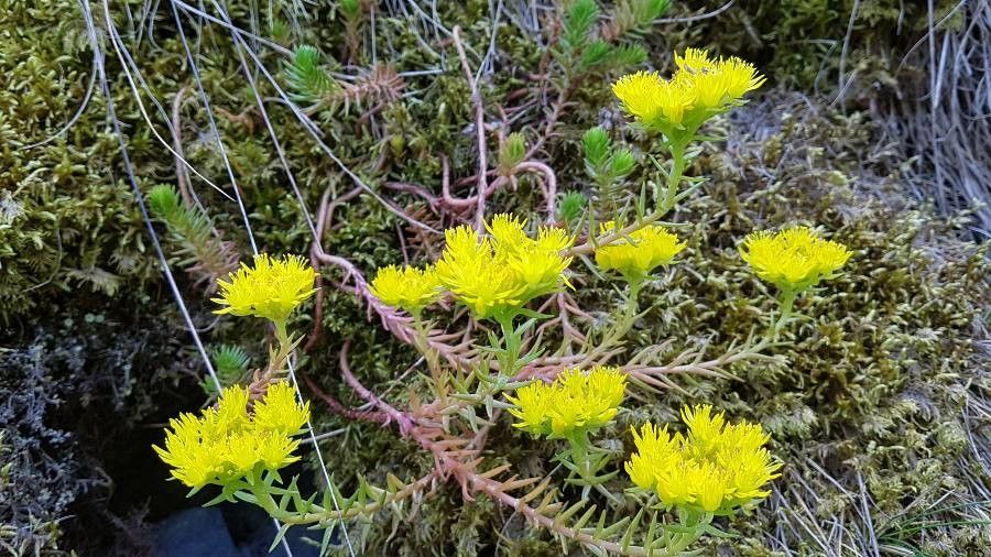 Sedum montanum x Sedum rupestre — houseplant care guide