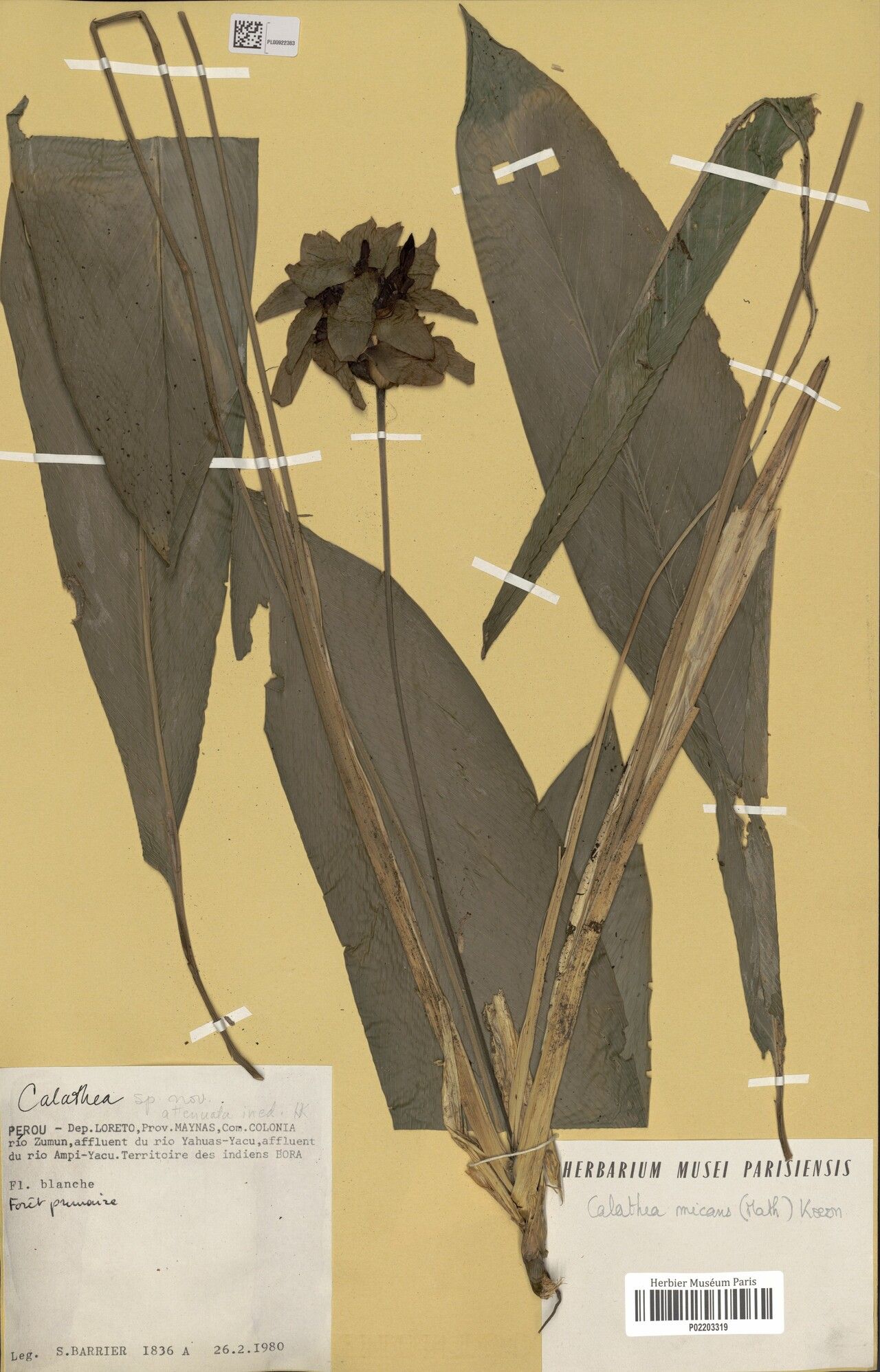 Goeppertia attenuata fruit