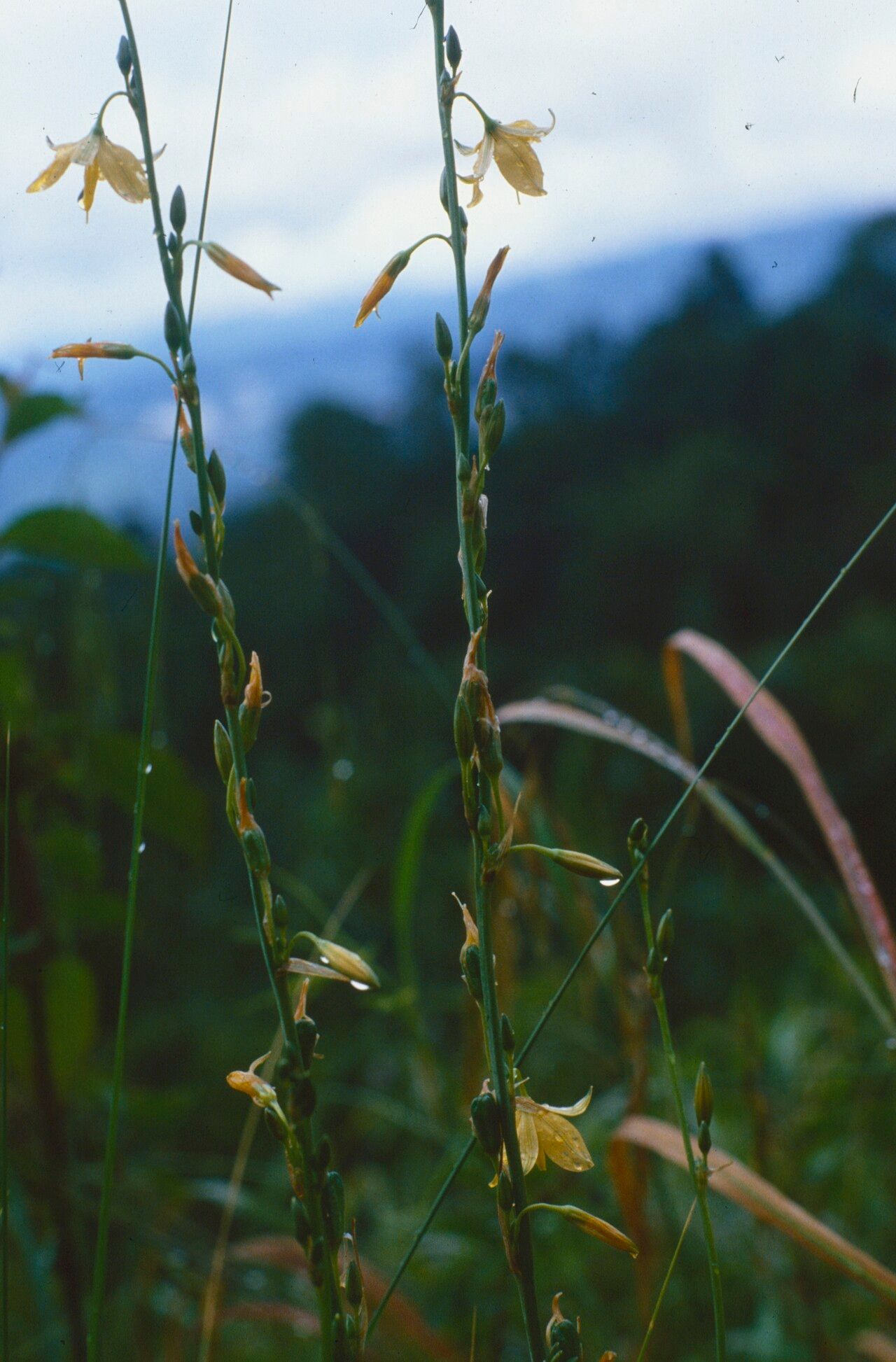 Echeandia formosa habit