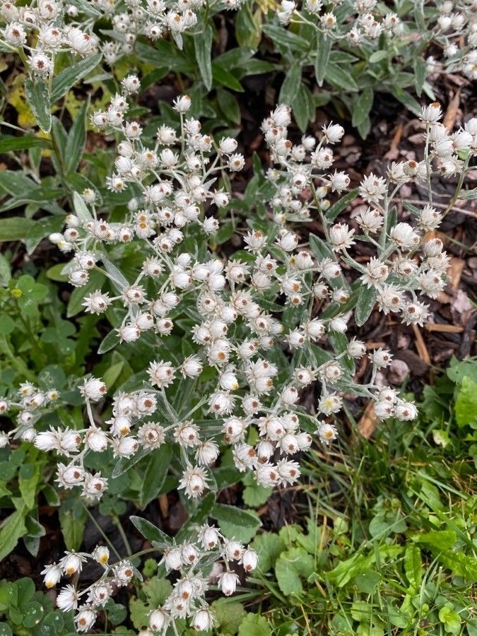 Anaphalis triplinervis flower