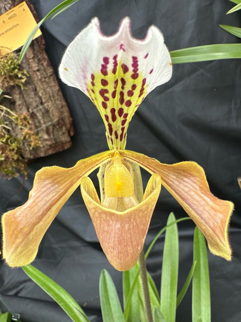 Paphiopedilum gratrixianum flower