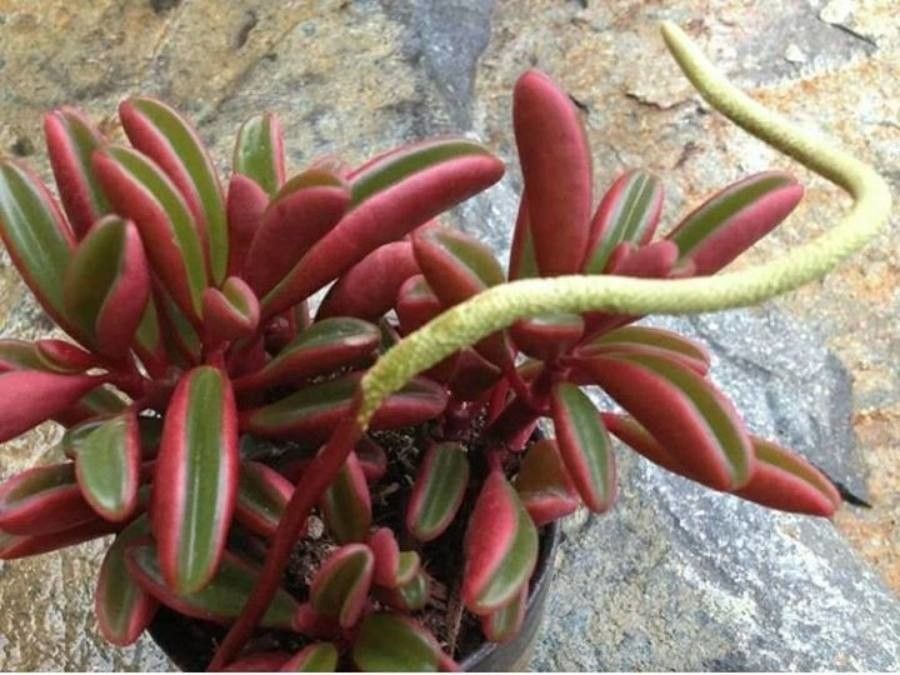 Peperomia graveolens flower