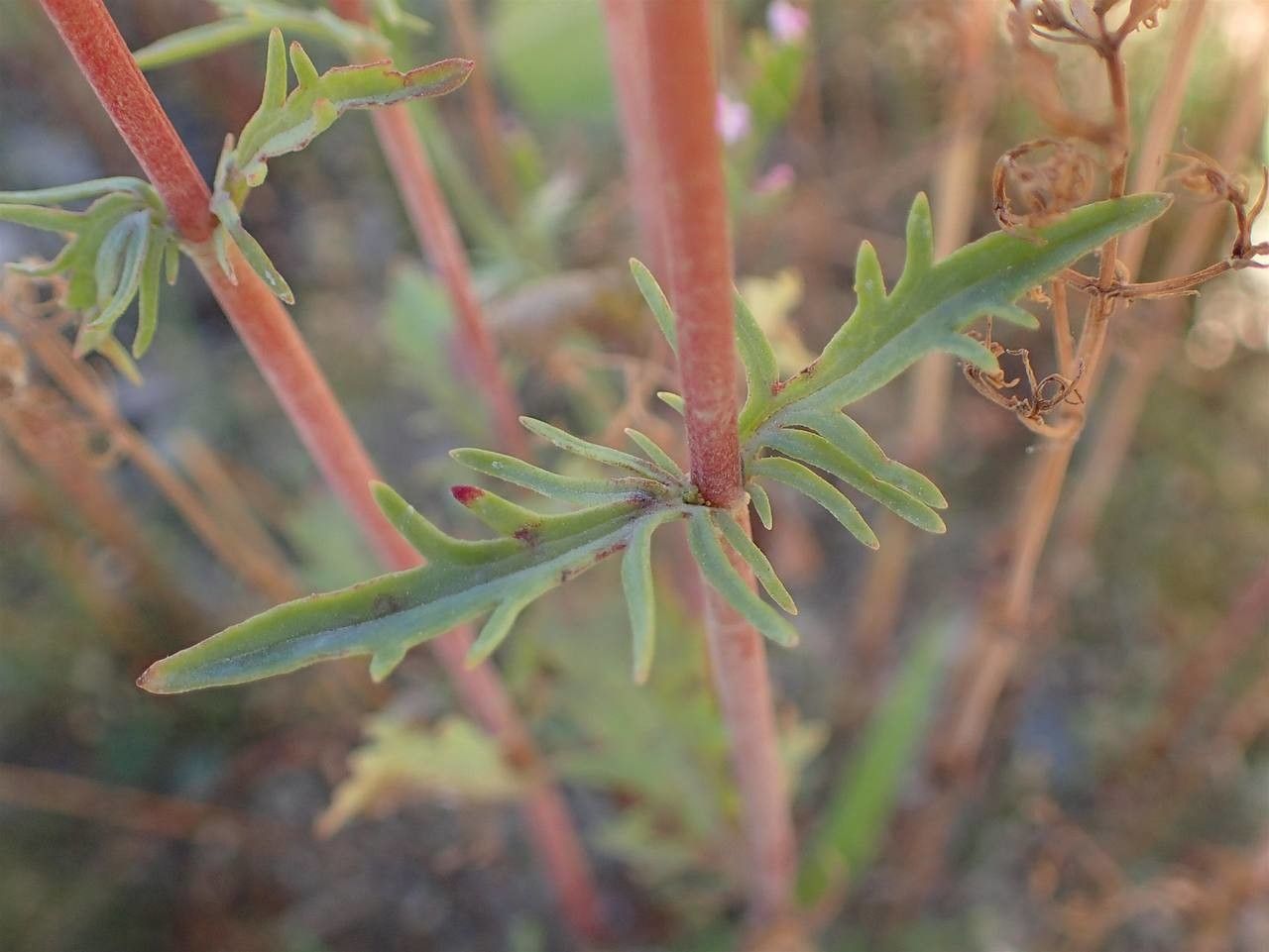 Centranthus calcitrapa bark