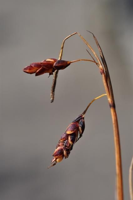 Carex rariflora — houseplant care guide