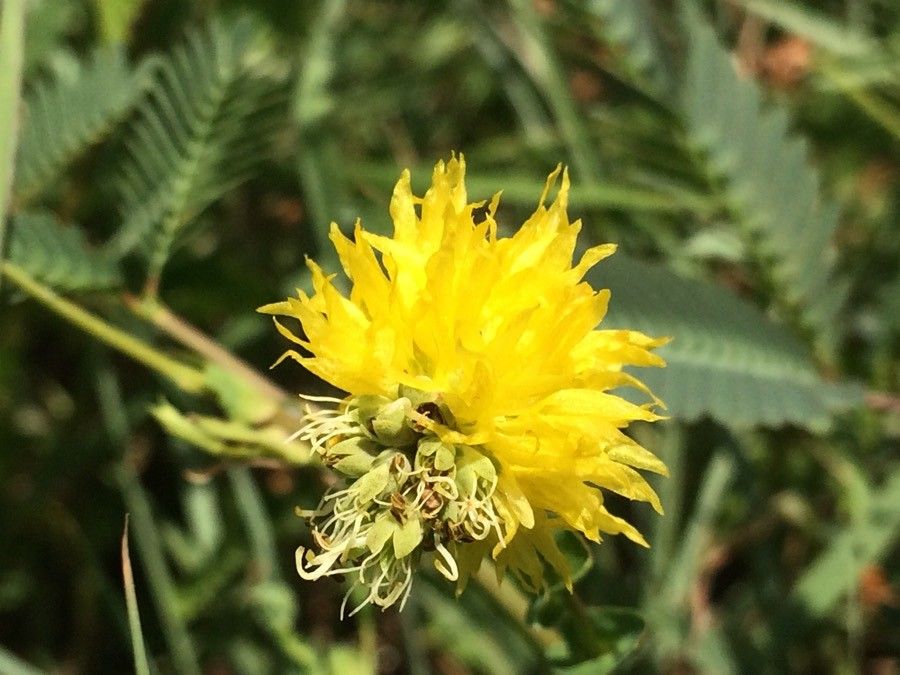 Neptunia pubescens flower