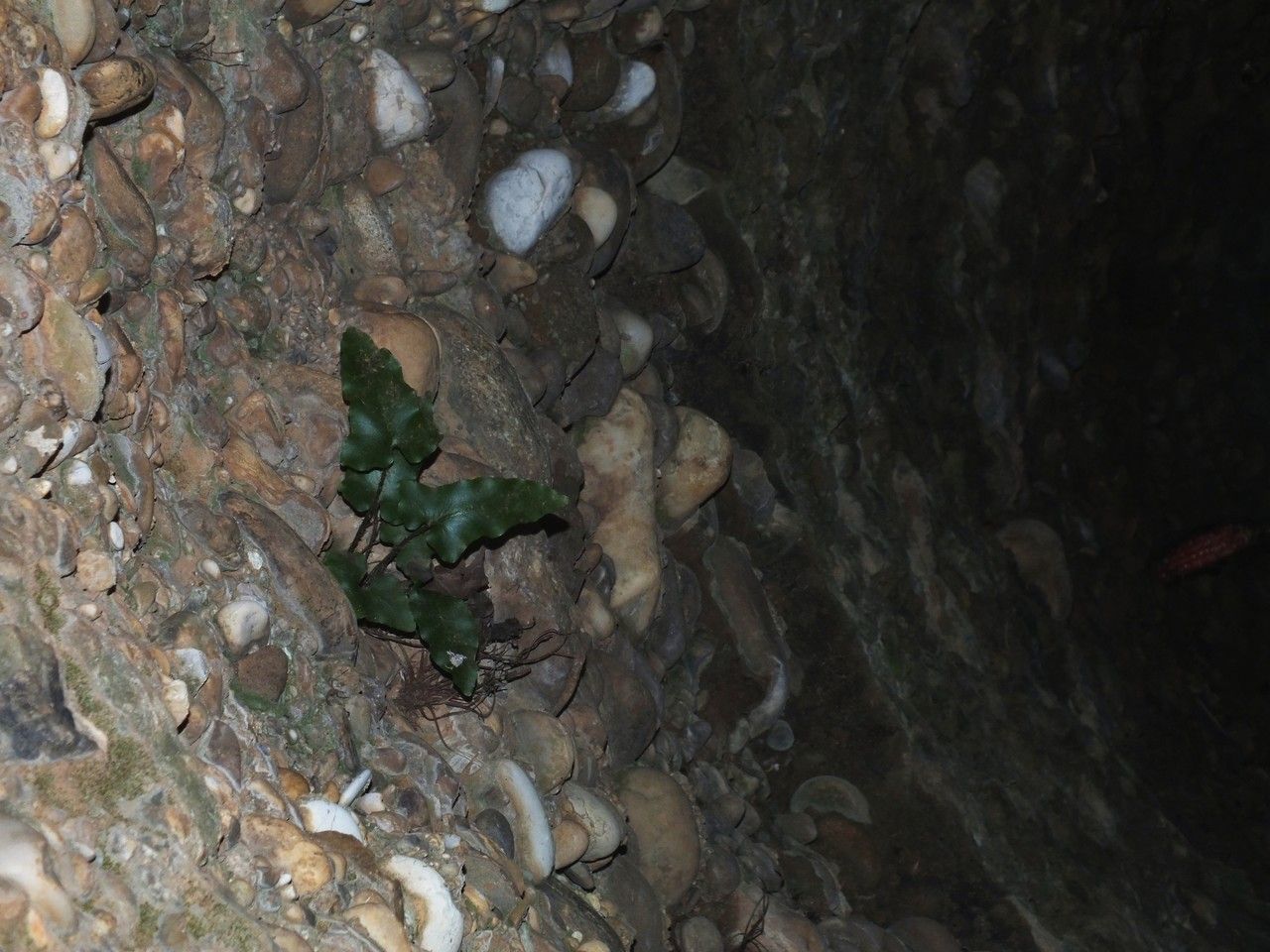 Asplenium sagittatum bark