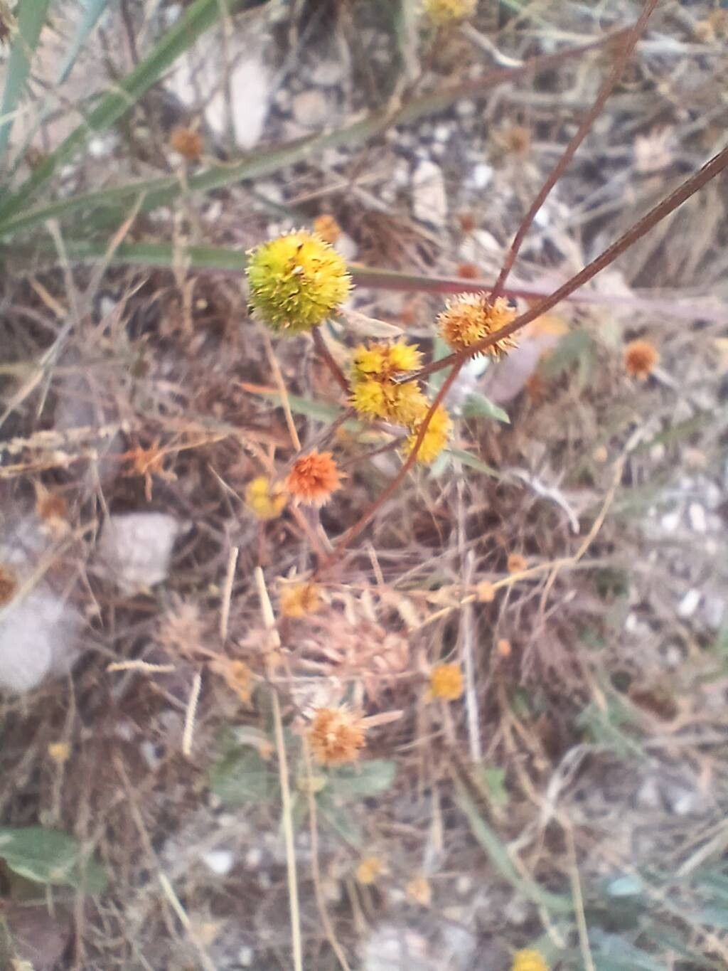 Rhynchospora pilosa — houseplant care guide