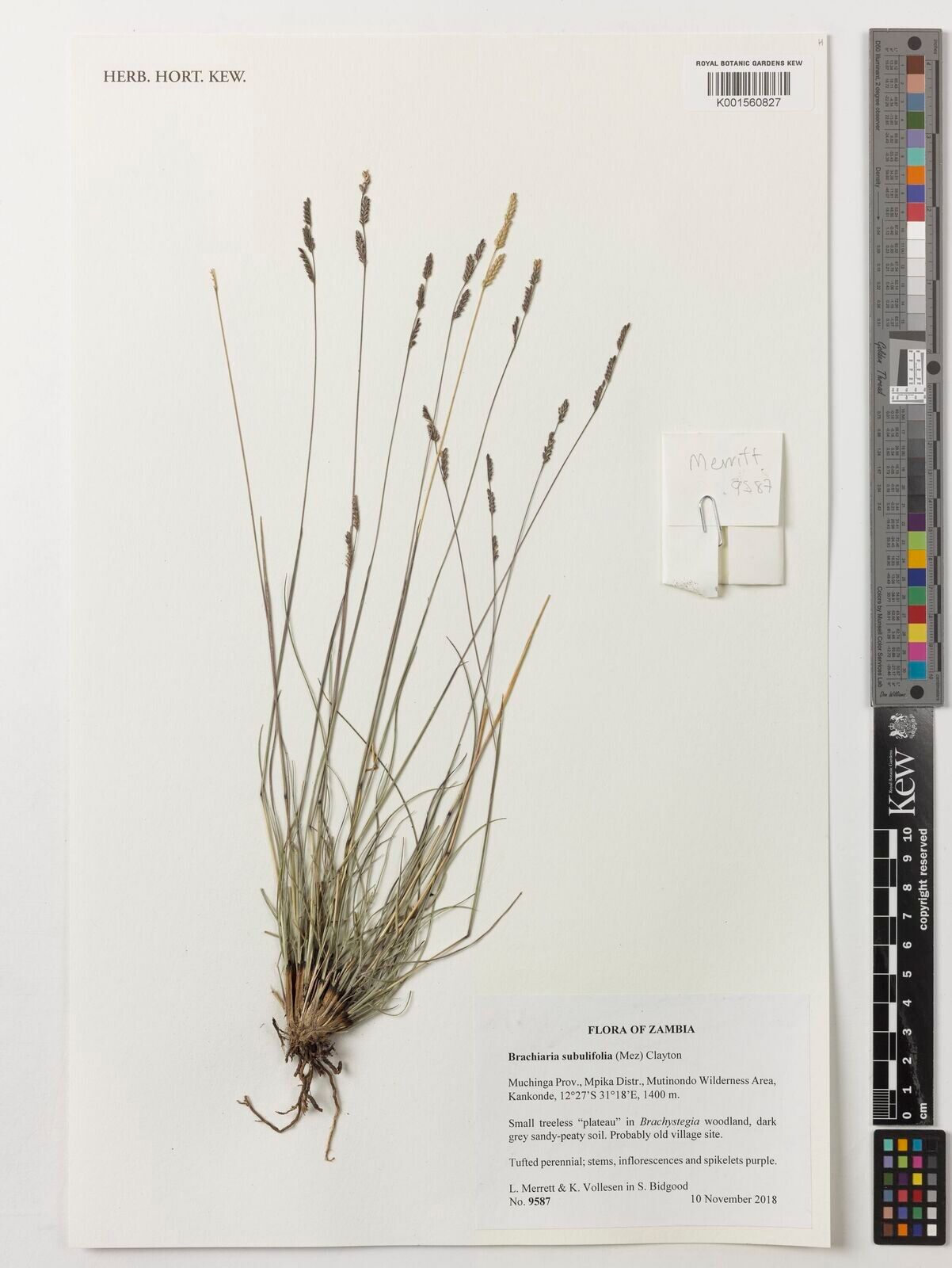 Urochloa subulifolia — houseplant care guide