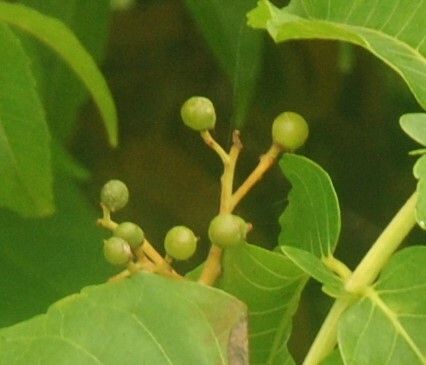 Sapindus rarak fruit