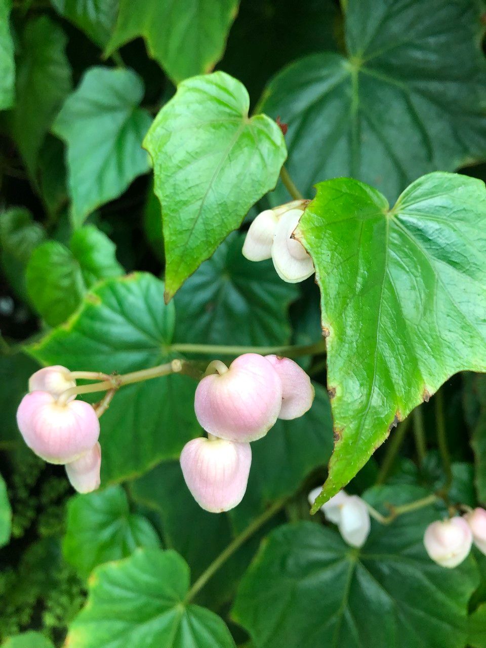 Begonia formosana flower