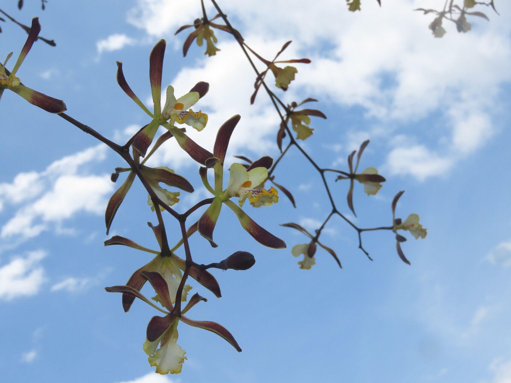 Encyclia alata flower